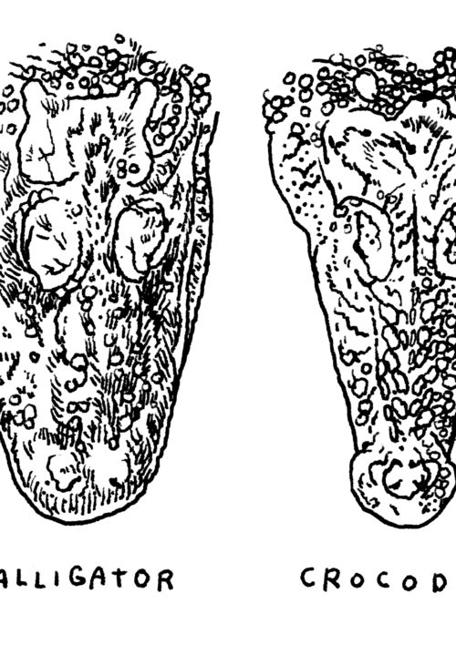 What's the Difference Between Alligators and Crocodiles?