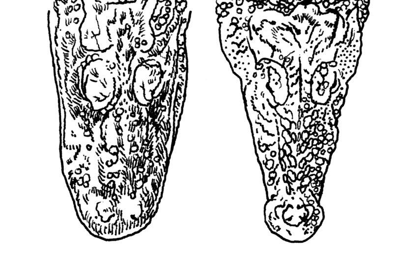 What's the Difference Between Alligators and Crocodiles?