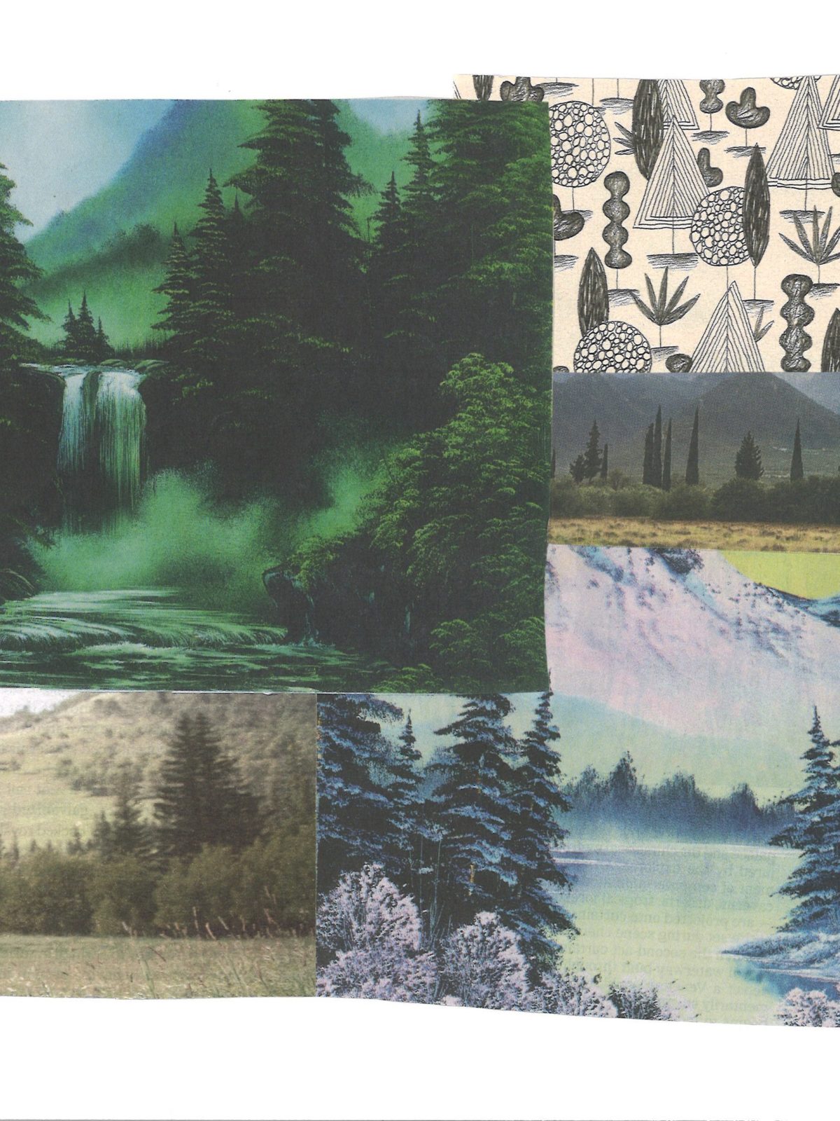 What's the Difference Between Spruce, Fir, and Pine Trees?_2