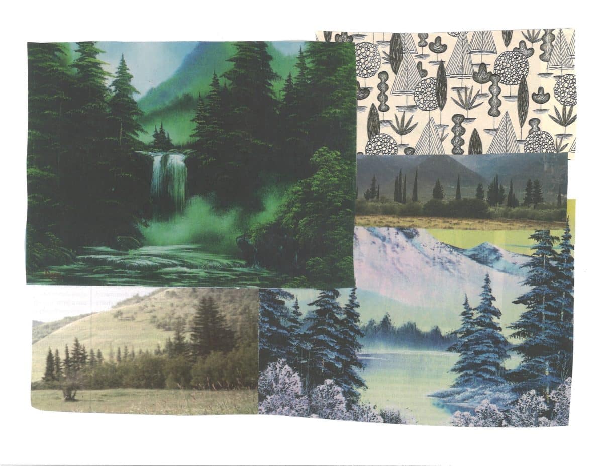 What's the Difference Between Spruce, Fir, and Pine Trees? What's the